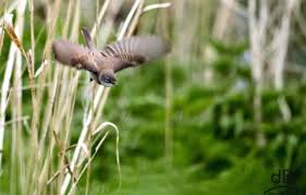 Attēlu rezultāti vaicājumam “Sylvia communis adult”