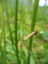 Attēlu rezultāti vaicājumam “Nematopogon sp.”
