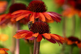 Image result for Sonnenhut