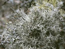 Attēlu rezultāti vaicājumam “Pseudevernia furfuracea”