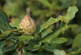 Attēlu rezultāti vaicājumam “Andricus foecundatrix”