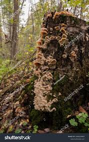 Attēlu rezultāti vaicājumam “Phlebiopsis gigantea”