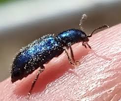 Attēlu rezultāti vaicājumam “Korynetes caeruleus”