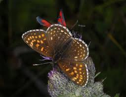 Attēlu rezultāti vaicājumam “Melitaea diamina”