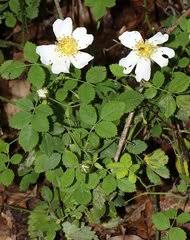 Attēlu rezultāti vaicājumam “Rosa glabrifolia”