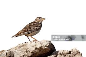 Image result for Melanocorypha calandra