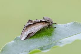 Attēlu rezultāti vaicājumam “Pheosia gnoma male”