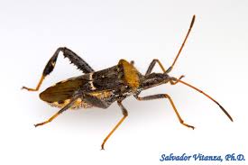 Attēlu rezultāti vaicājumam “Nardia geoscyphus”