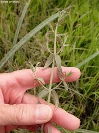 Attēlu rezultāti vaicājumam “Odontites vulgaris flower”