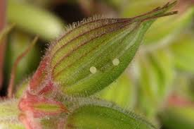 Attēlu rezultāti vaicājumam “Panolis umbra”