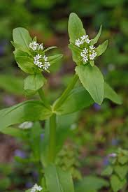 Attēlu rezultāti vaicājumam “Valerianaceae”