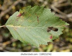 Attēlu rezultāti vaicājumam “Melampsoridium sp.”