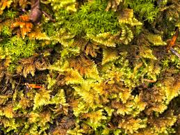 Attēlu rezultāti vaicājumam “Ctenidium molluscum”