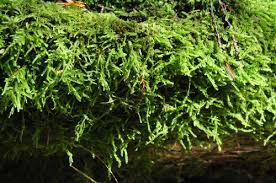 Attēlu rezultāti vaicājumam “Hypnum cupressiforme var. subjulacum”