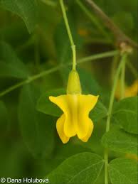 Attēlu rezultāti vaicājumam “Caragana arborescens leaf”