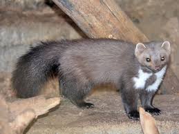 Attēlu rezultāti vaicājumam “Martes foina”