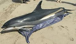 Image result for Leucopleurus acutus