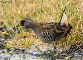 Image result for Porzana carolina