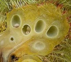 Attēlu rezultāti vaicājumam “Diplolepis rosae”