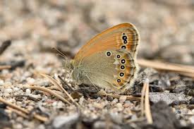 Attēlu rezultāti vaicājumam “Coenonympha glycerion underside”