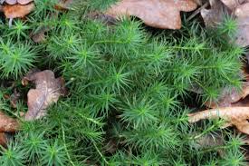 Attēlu rezultāti vaicājumam “Polytrichum formosum”