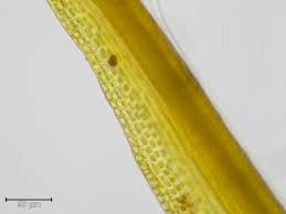 Attēlu rezultāti vaicājumam “Ditrichum flexicaule”
