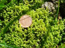 Attēlu rezultāti vaicājumam “Paludella squarrosa”