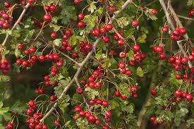 Attēlu rezultāti vaicājumam “Crataegus monogyna fruit”