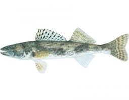 Image result for Sander canadensis