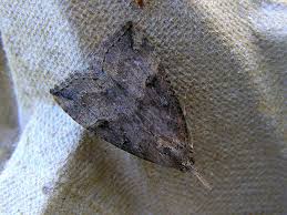 Attēlu rezultāti vaicājumam “Hypena rostralis”