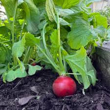 Image result for Radieschen