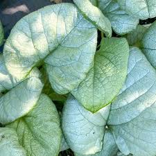 Attēlu rezultāti vaicājumam “Brunnera macrophylla”