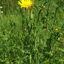 Attēlu rezultāti vaicājumam “Tragopogon pratensis subsp. pratensis leaf”