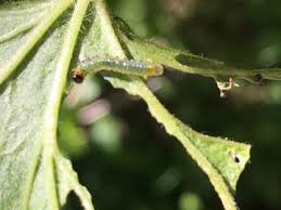 Attēlu rezultāti vaicājumam “Nematus ribesii larva”