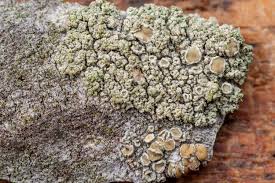 Attēlu rezultāti vaicājumam “Lecanora conizaeoides”