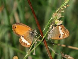 Attēlu rezultāti vaicājumam “Coenonympha arcania underside”