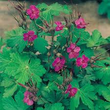 Image result for Storchschnäbel