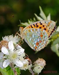 Attēlu rezultāti vaicājumam “Argynnis adippe”