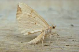 Attēlu rezultāti vaicājumam “Eulithis pyraliata”