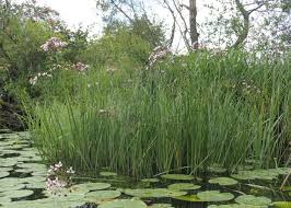 Attēlu rezultāti vaicājumam “Butomus umbellatus”