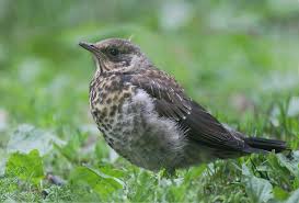 Attēlu rezultāti vaicājumam “Turdus pilaris juvenile”