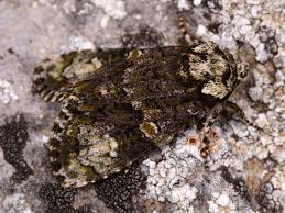 Attēlu rezultāti vaicājumam “Craniophora ligustri larva”