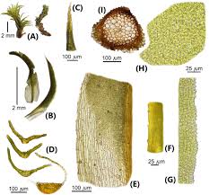 Attēlu rezultāti vaicājumam “Tortella tortuosa”
