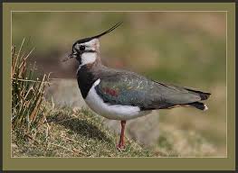 Attēlu rezultāti vaicājumam “Vanellus vanellus adult”