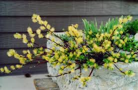 Attēlu rezultāti vaicājumam “Salix x doniana”