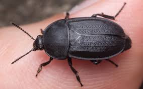 Attēlu rezultāti vaicājumam “Silpha obscura larva”