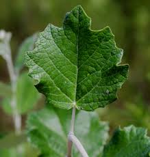 Attēlu rezultāti vaicājumam “Populus alba”