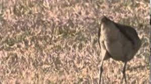 Image result for Numenius minutus