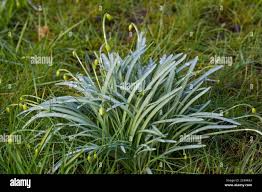 Attēlu rezultāti vaicājumam “Galanthus nivalis fruit”