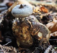 Attēlu rezultāti vaicājumam “Geastrum pectinatum”